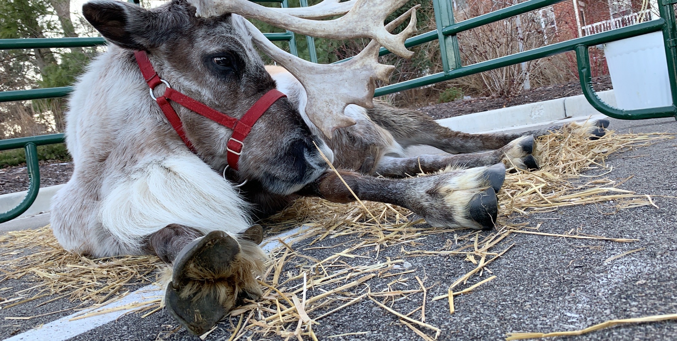 reindeer with large antlers