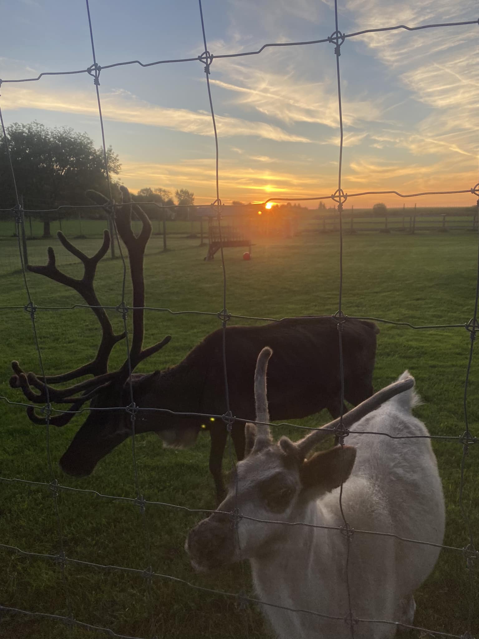 Two reindeer stand behind a wire fence in a grassy field at sunset.