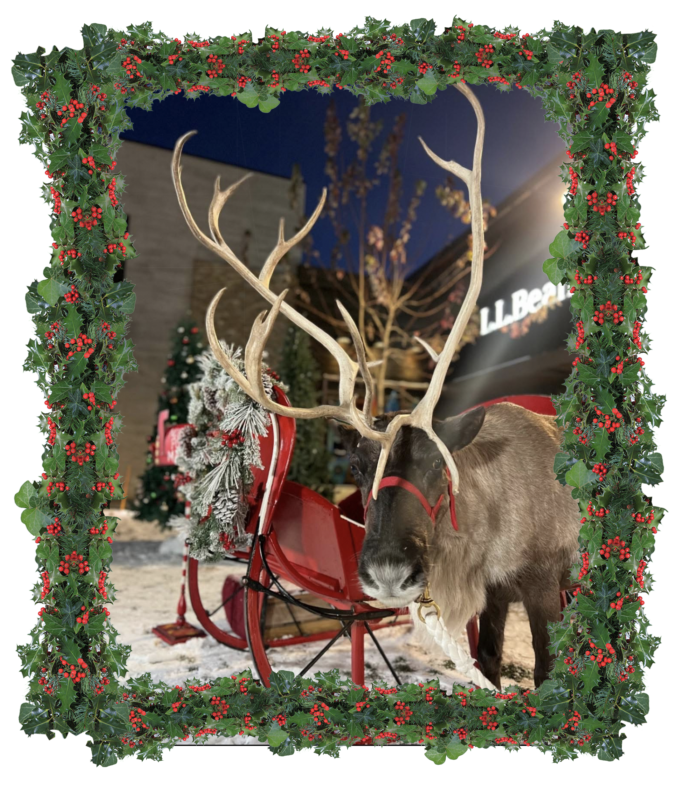 Reindeer Beside A Sleigh