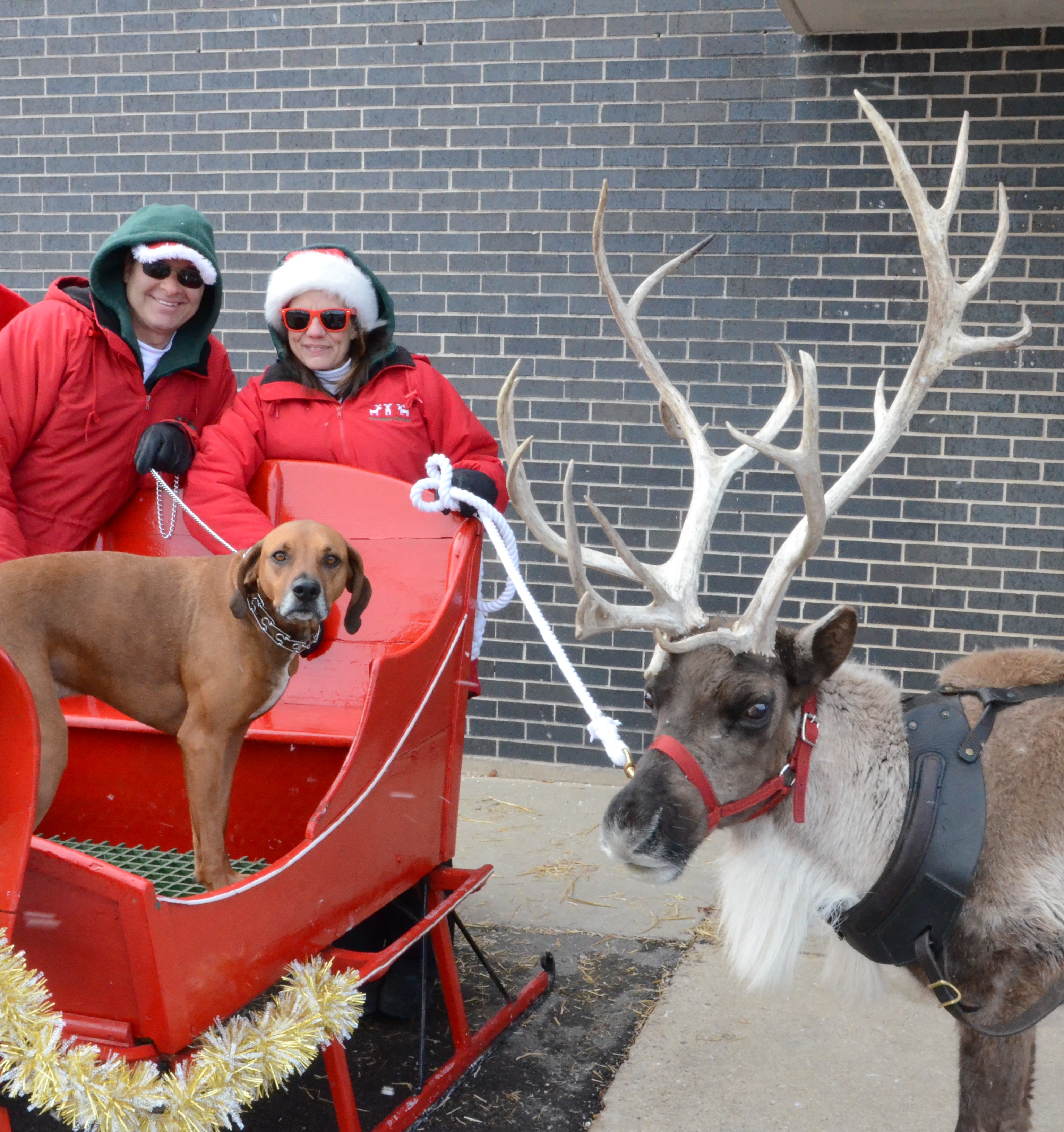 single reindeer pulling a festive sleigh through a winter wonderland