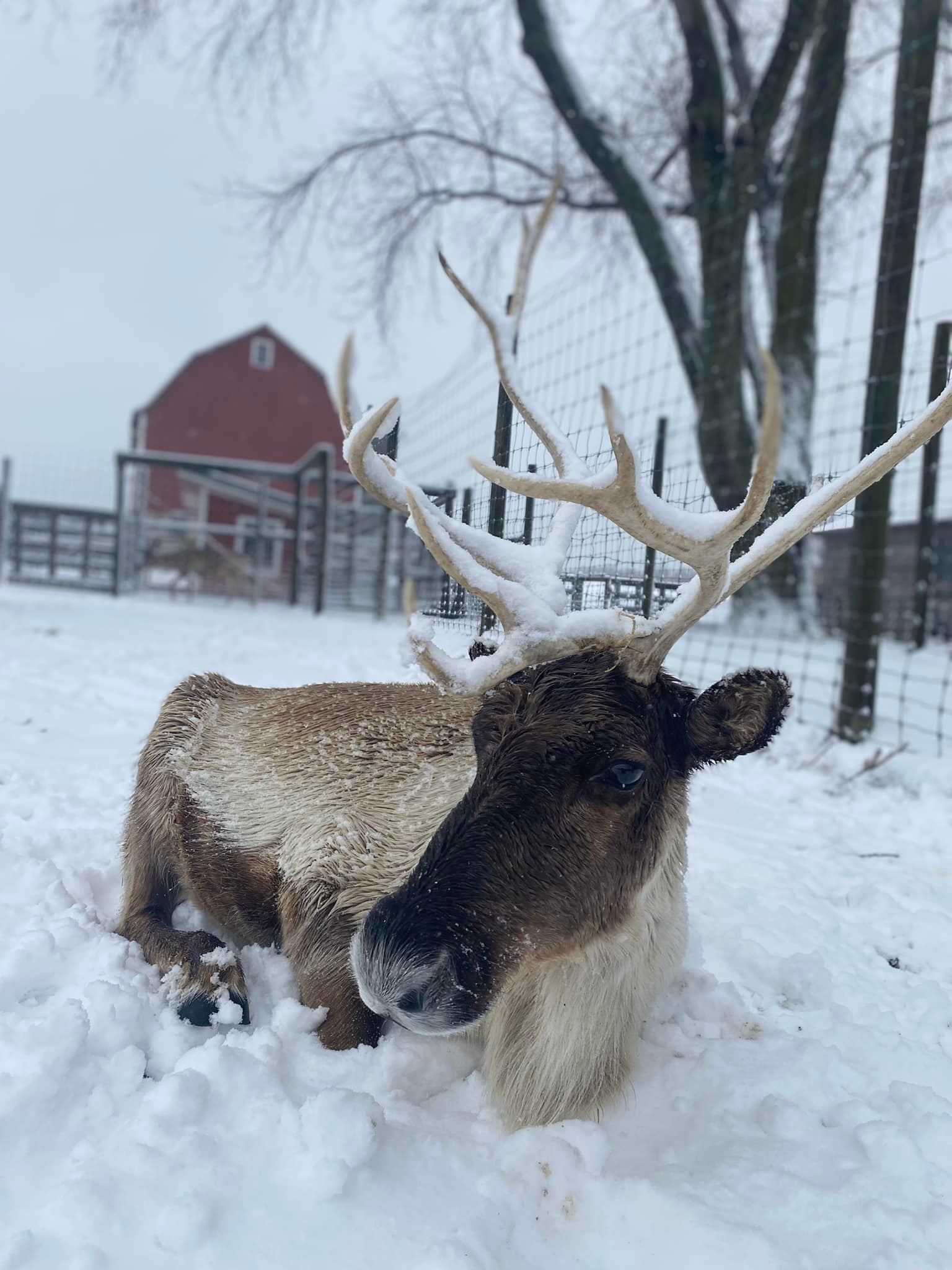 A reindeer rests in the snow, its antlers lightly covered.