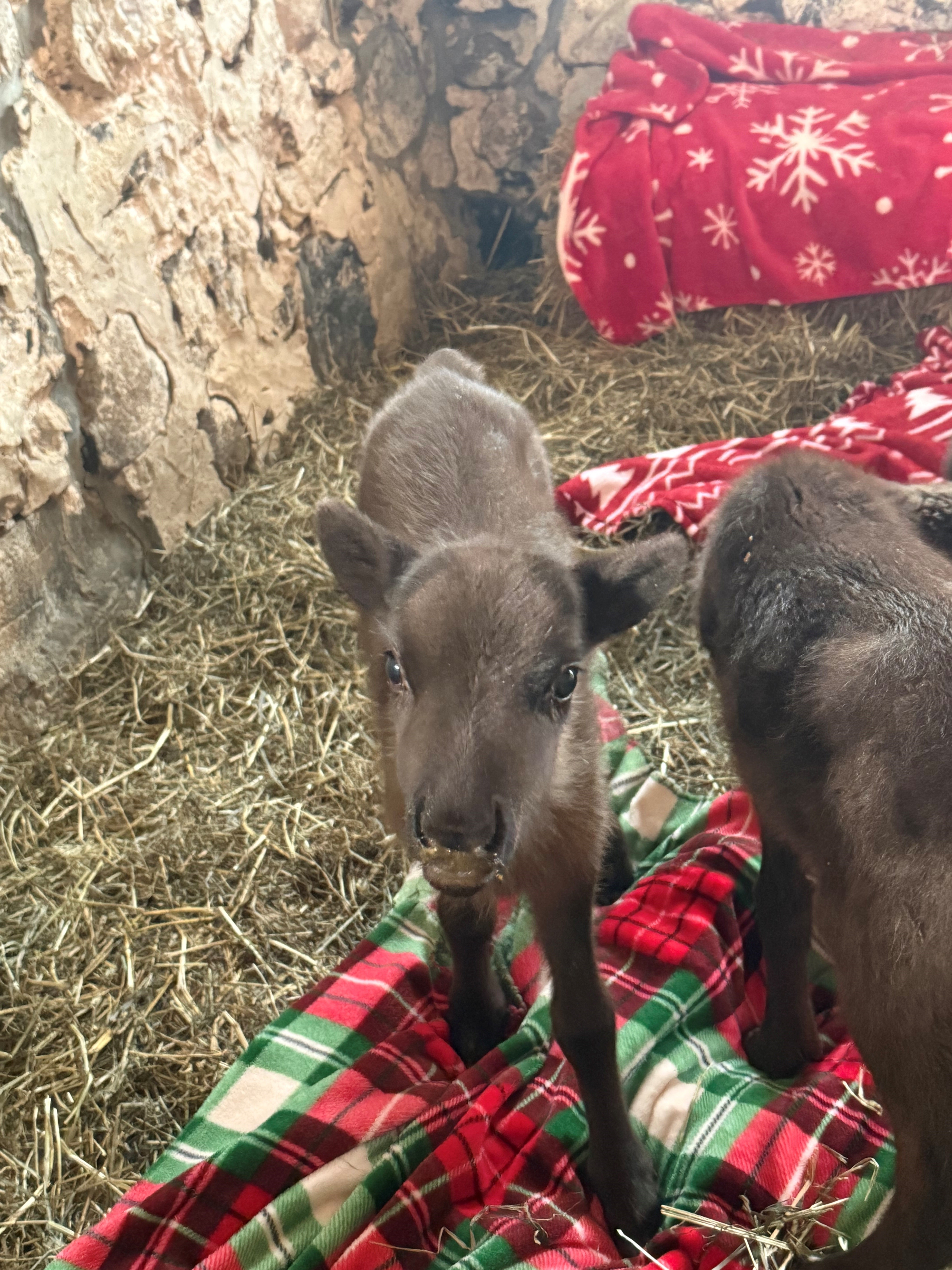 Live Reindeer Rental | Wisconsin - Reindeer Games