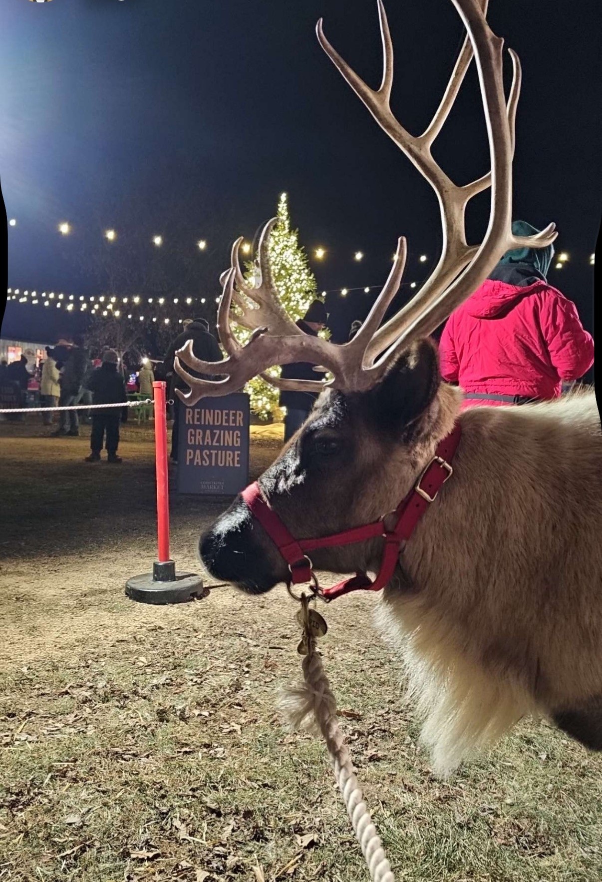 Reindeer under the night sky