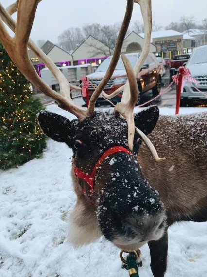 A reindeer with large antlers stands in a snowy landscape