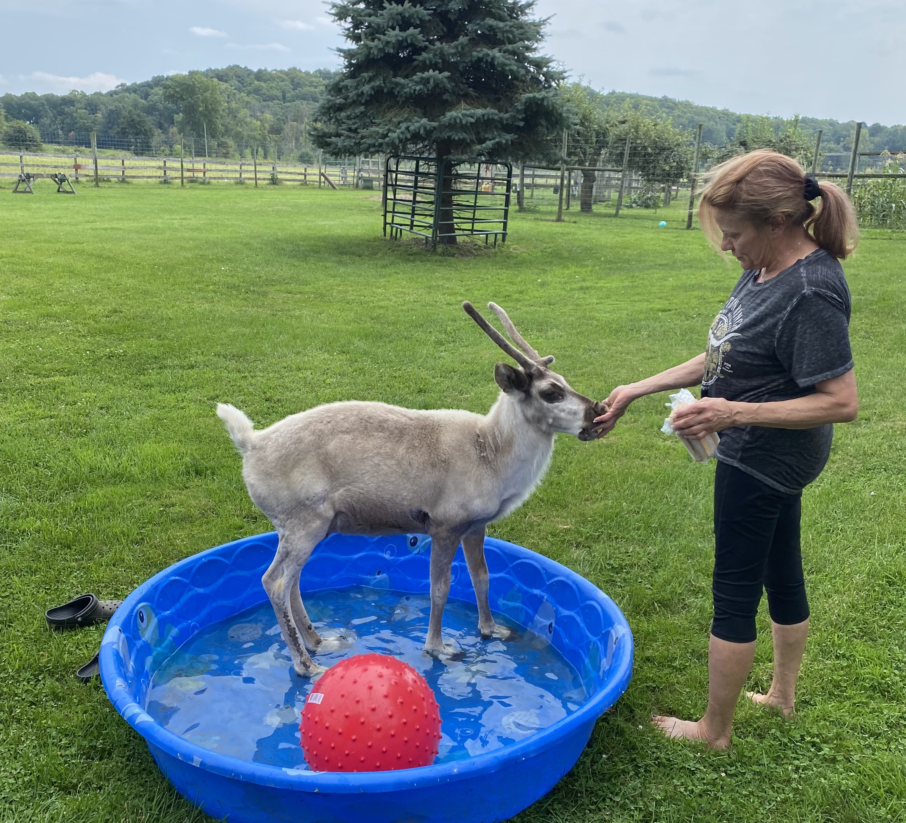 A woman feeds a reindeer standing in a blue kiddie pool with a red ball