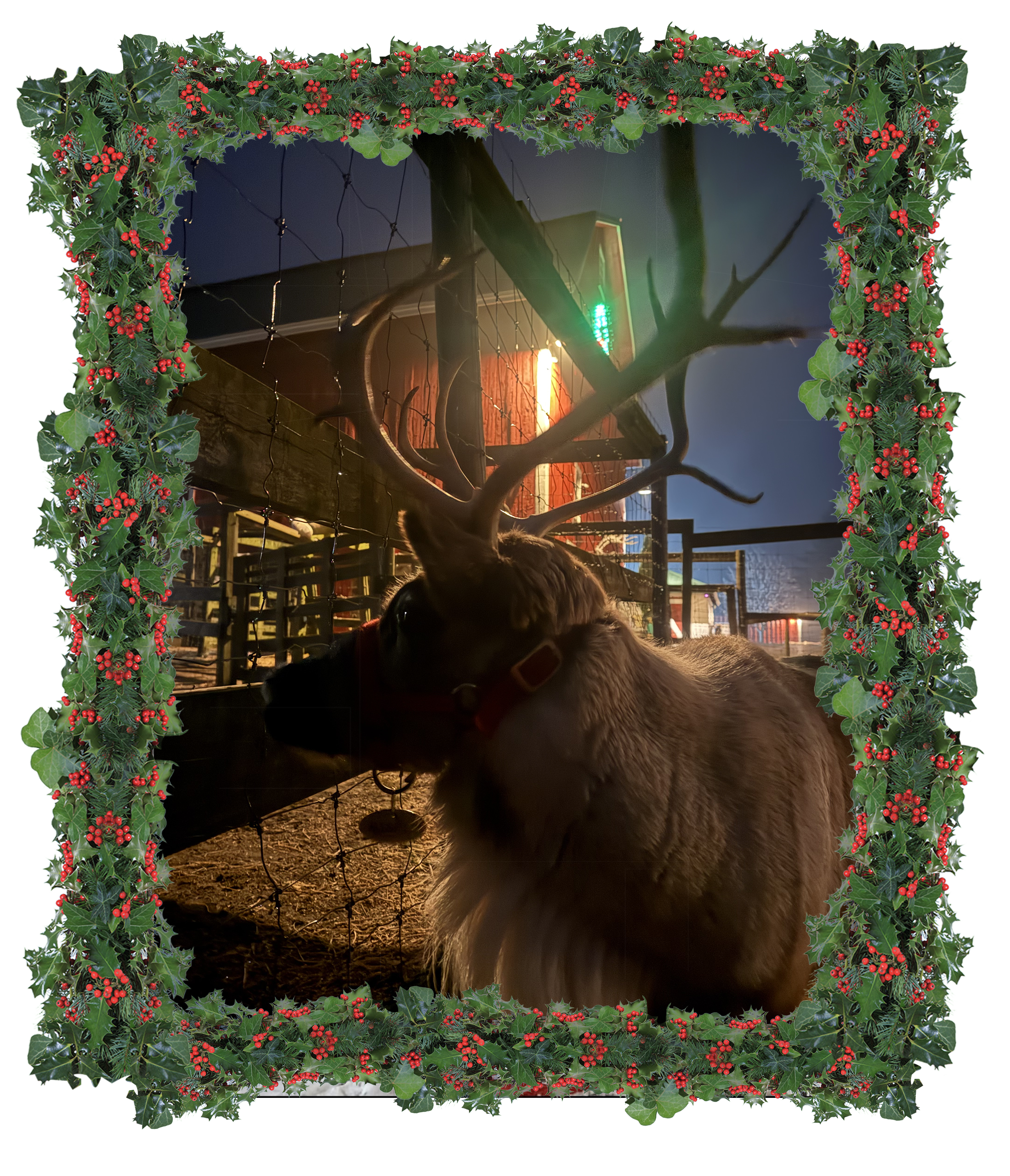 Reindeer At Night