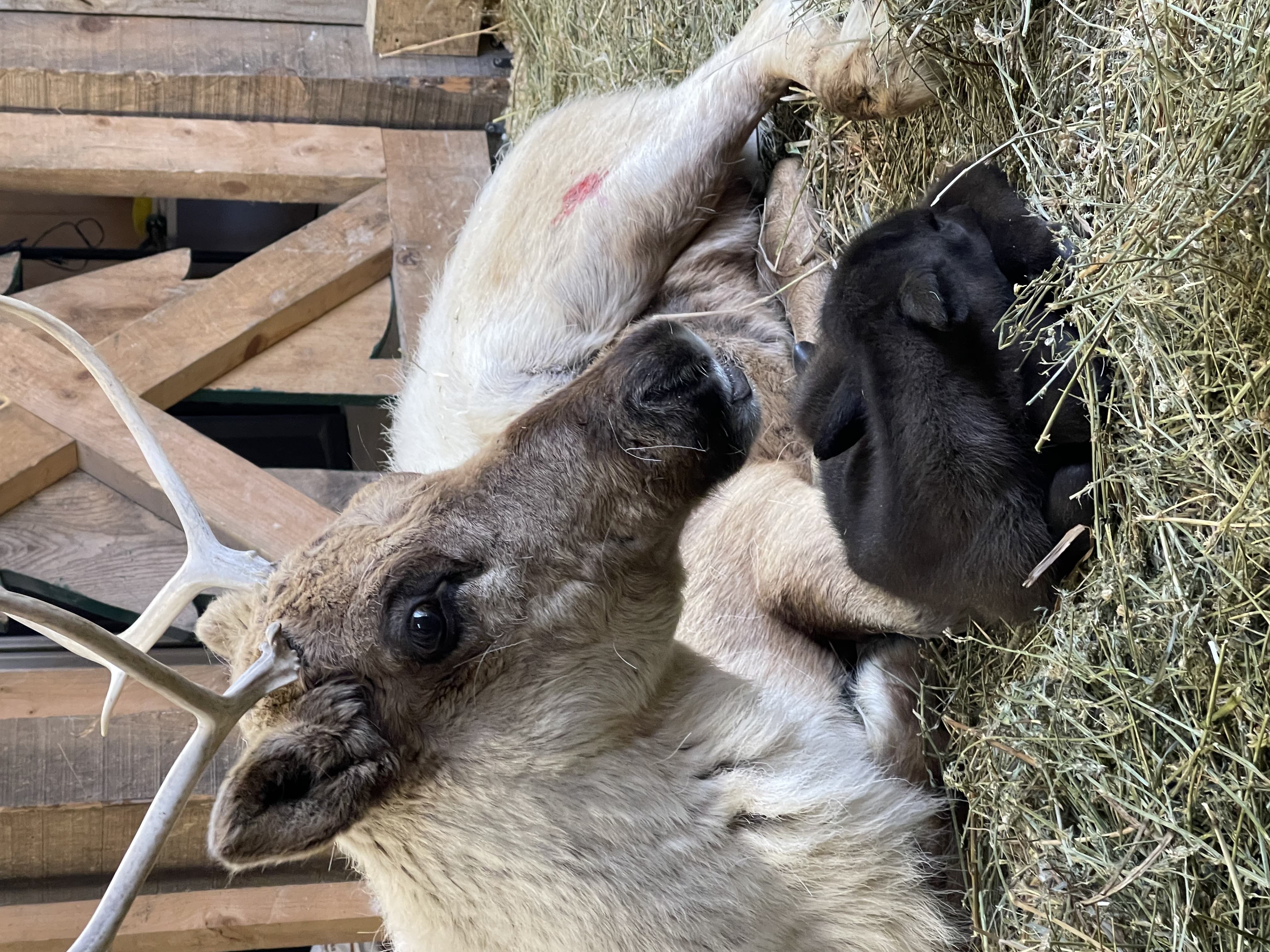 Reindeer And Its Calf