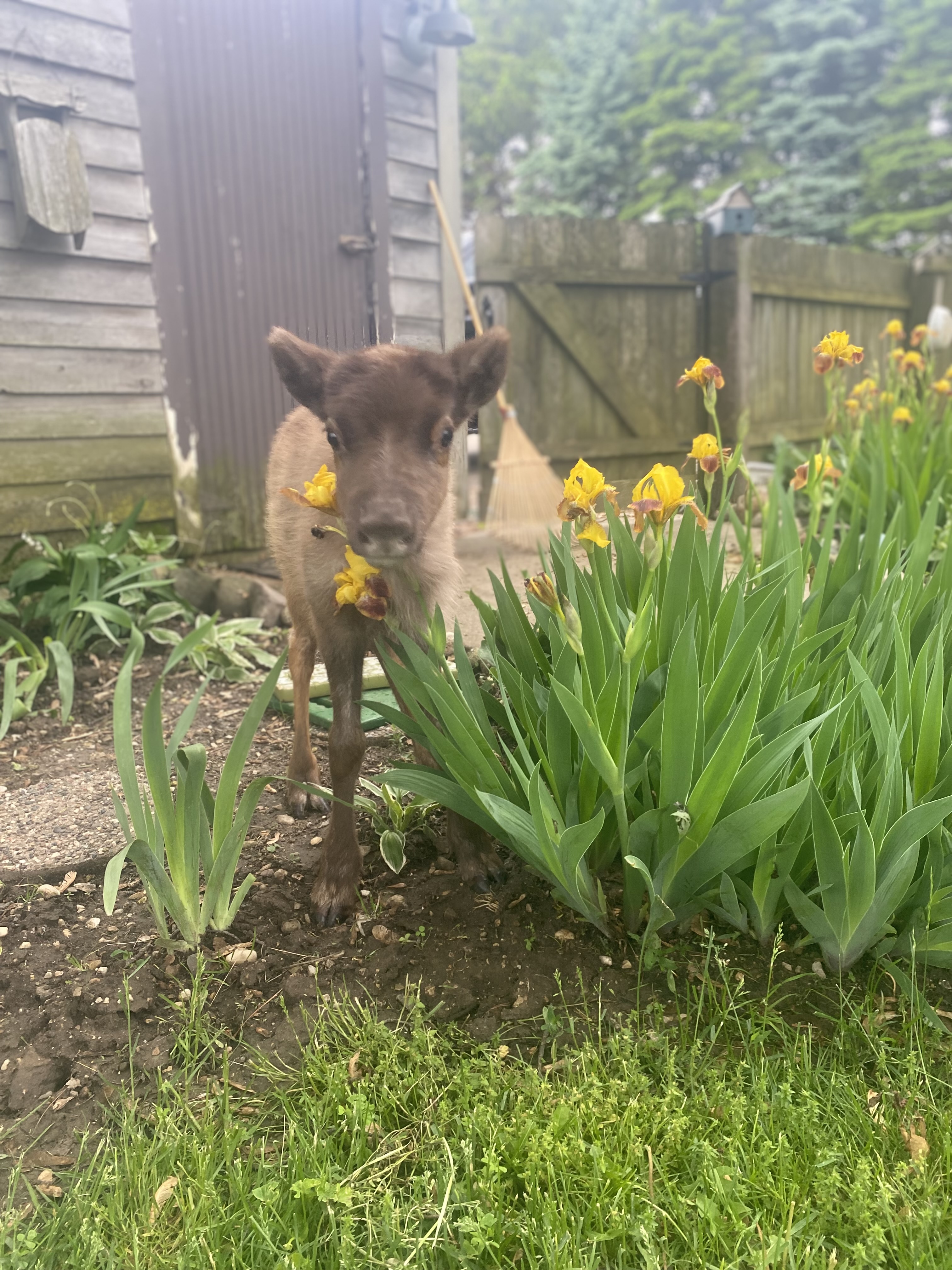 Reindeer Calf Smelling Flowers