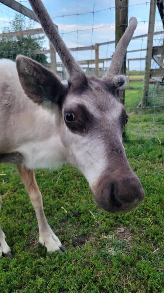 Close-up of a curious reindeer with antlers in a grassy area