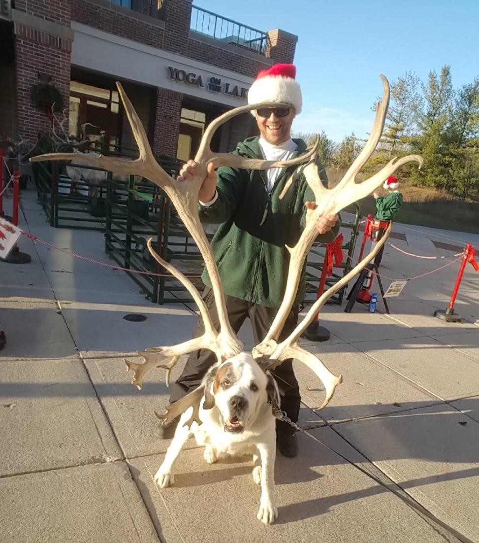A man wearing a Santa hat holds large antlers behind a big dog