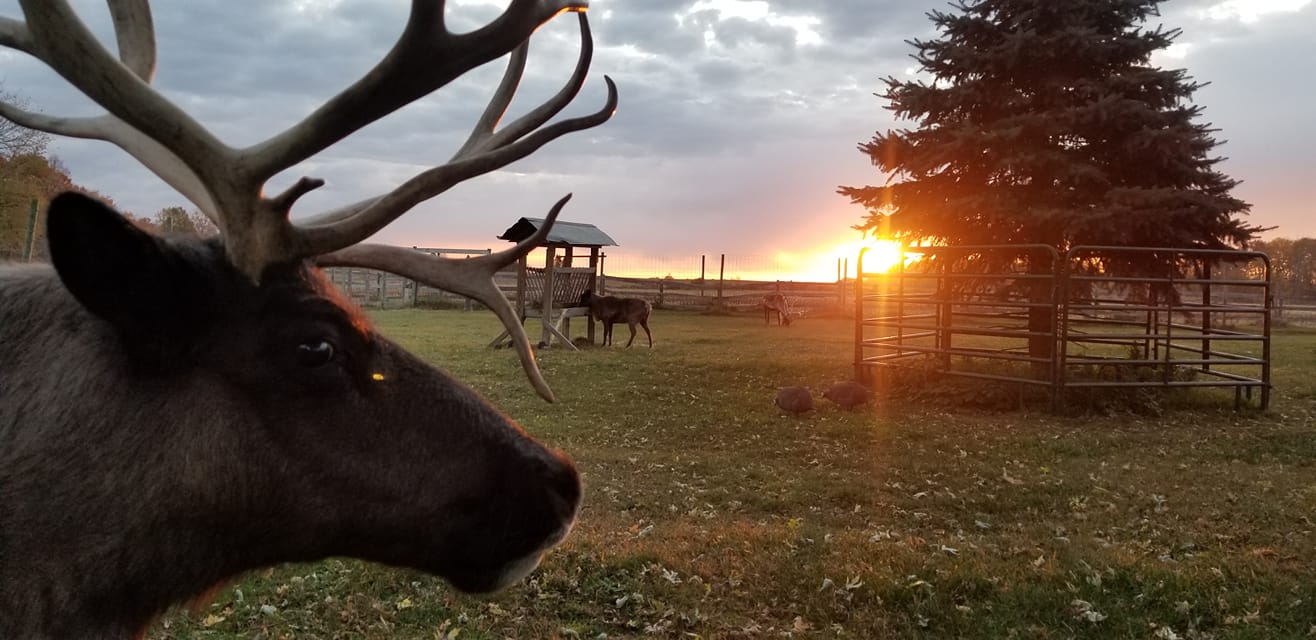 Close-up of an elk with large antlers in a field at sunset.